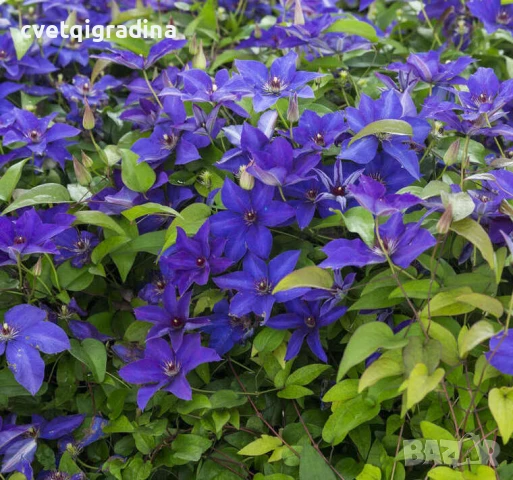 Clematis ‘The President’ (Клематис Президент), снимка 3 - Градински цветя и растения - 50938407