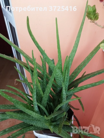 Алое, снимка 4 - Градински цветя и растения - 50980894