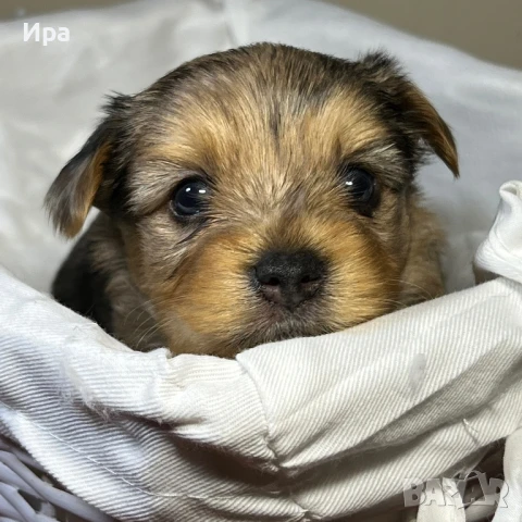 Момче, снимка 1