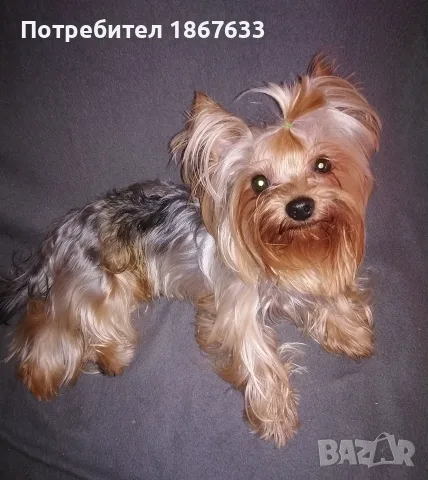 Продавам йоркширски териер, снимка 5 - Йоркширски териер - 56153371
