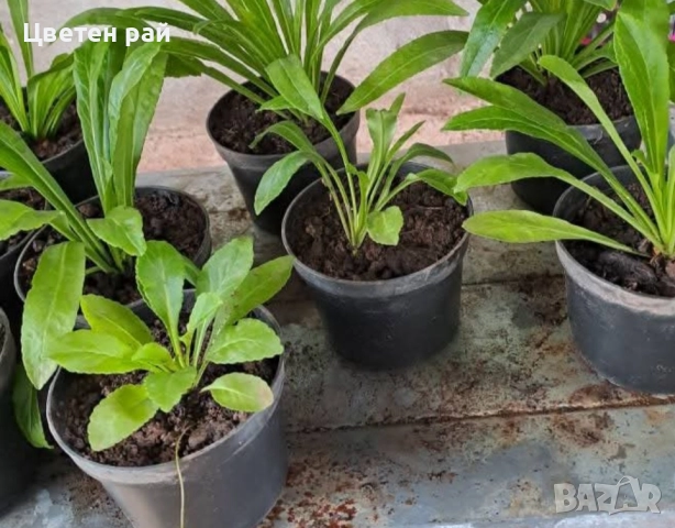 Три вида кампанула камбанка, гломерата и пирамидалис , снимка 9 - Градински цветя и растения - 52854164