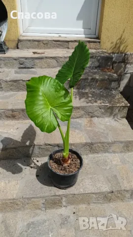 Трилистник - стайно цвете, снимка 4 - Стайни растения - 47389232