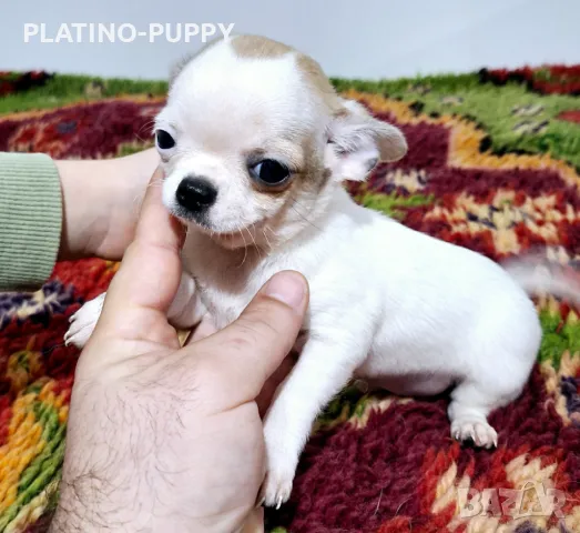 ЧИХУАХУА БЕБЕТА, снимка 14 - Чихуахуа - 48926548