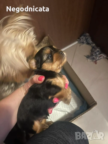 Мини йоркита 