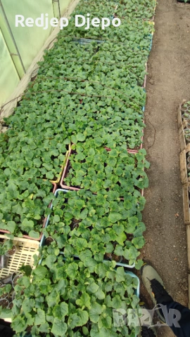 Разсад  Домати и краставици, снимка 4 - Разсади - 54046870