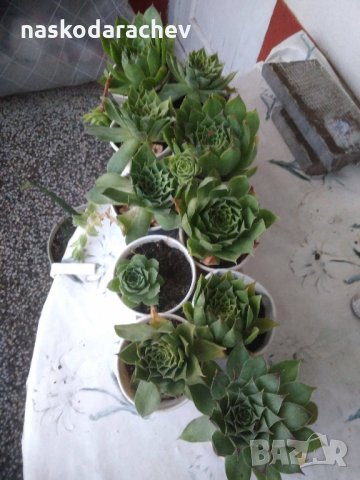 Дебелец, африканска роза, семпервивум