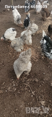 Продавам Брами, снимка 4 - други­ - 52420139