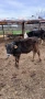 Продавам 2 бр. Телета, снимка 3
