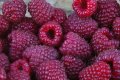 продавам расад ягоди и малини, снимка 1 - Сортови семена и луковици - 30693493