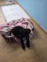 Пудел сладък мини, снимка 3