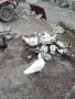 Неми патици Неми патици, снимка 2
