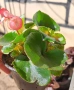 Градинска бегония , снимка 14