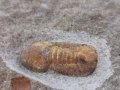 Фосил на Cyclopyge Sibilla - Палеозойска ера, снимка 1 - Колекции - 37910660