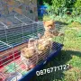 Померан кученца , снимка 5