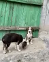 Ловджийски кучета, снимка 7