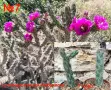 Градински студоустойчиви кактуси, снимка 9