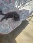 Руска синя котка, снимка 2