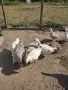 Продавам Романови гъски, снимка 2