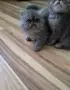 Персийчета момче момиче, снимка 1