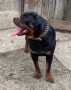 Ротвайлер за разпрод родословен, снимка 1