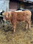 Продавам 5 Телета, снимка 1