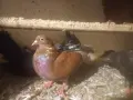 домашни гълъби, кръстоски, снимка 1