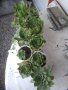 Дебелец, африканска роза, семпервивум, снимка 2