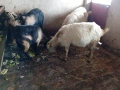 Продавам две кози и два пръча, снимка 1
