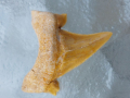 Зъби от праисторическа Акула,фосили Мексико, снимка 6