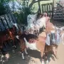 Кози и женски ярета , снимка 1