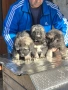 кавказка овчарка , снимка 3