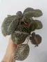 еписция episcia sun gold , снимка 3