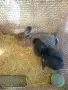 Зайци домашни различни видове, снимка 12