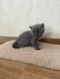 Чистокръвни британски котенца, снимка 1