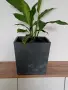 Пластмасова саксия, снимка 3