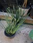 Сисиринхиум -многогодишно растени, снимка 3