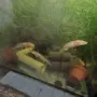 Аксолотъл/Амбистома , снимка 4