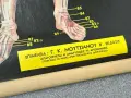 Медицински Анатомични Плакати Постери, снимка 9