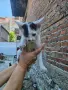 Подарвам котенца, снимка 6