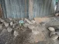 Пъдпъдъци преди пронасяне, снимка 2