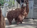 Семейство Алпаки, снимка 1