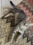 Супер гальовни котета!!!, снимка 13