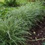 Карекс Айс Данс, Carex morrowii Ice Dance, студоустойчива, вечнозелена, снимка 2