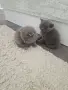 Клепоухи шотландки, снимка 10