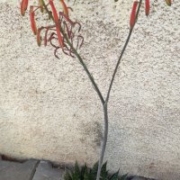 Градински и стайни цветя, резници  зокуми, снимка 5 - Градински цветя и растения - 37247821