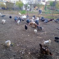 продавам пуйки,гъски,патици,кокошки, снимка 13 - други­ - 44288413