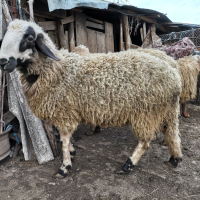Два дзвиздака си търсят стадо, снимка 2 - Овце - 44611717