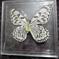 Пеперуда 4, снимка 2 - Картини - 42876928