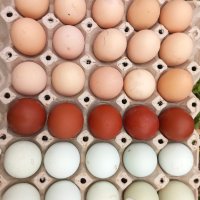 Разплодни яйца от Виандот сребро,легбар и маран., снимка 3 - Кокошки и пуйки - 44357733