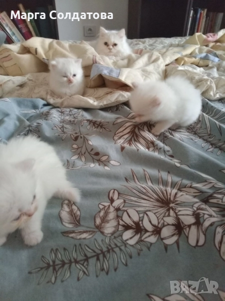 Персийчета, снимка 1